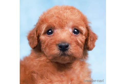 成約済の東京都のトイプードル-202099の2枚目